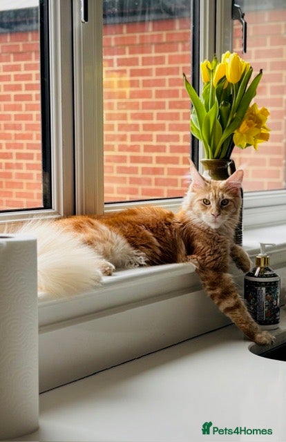 Maine Coon cats ONLY 1 BOY AVAILABLE- Red/White Tabby Maine Coon - Advert 2