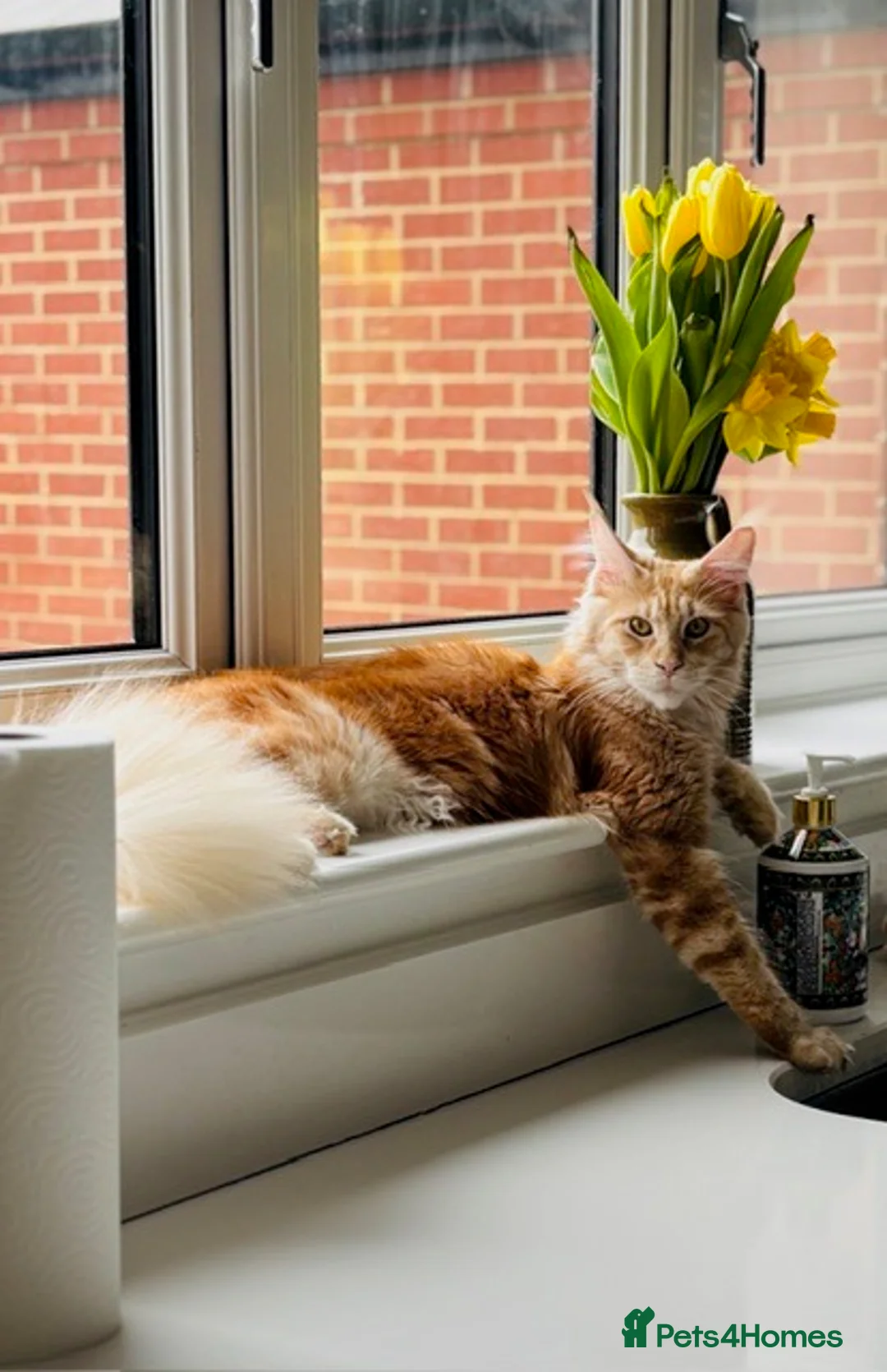 Maine Coon cats for sale: Red/White Classic Tabby Maine Coon Kittens - Advert 2