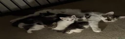 Mixed Breed cats for sale: Beautiful Kittens for sale in Reading - Advert 18