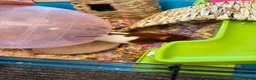 Hamster rodents for sale: Hamster and full set up  in Nottingham - Advert 3