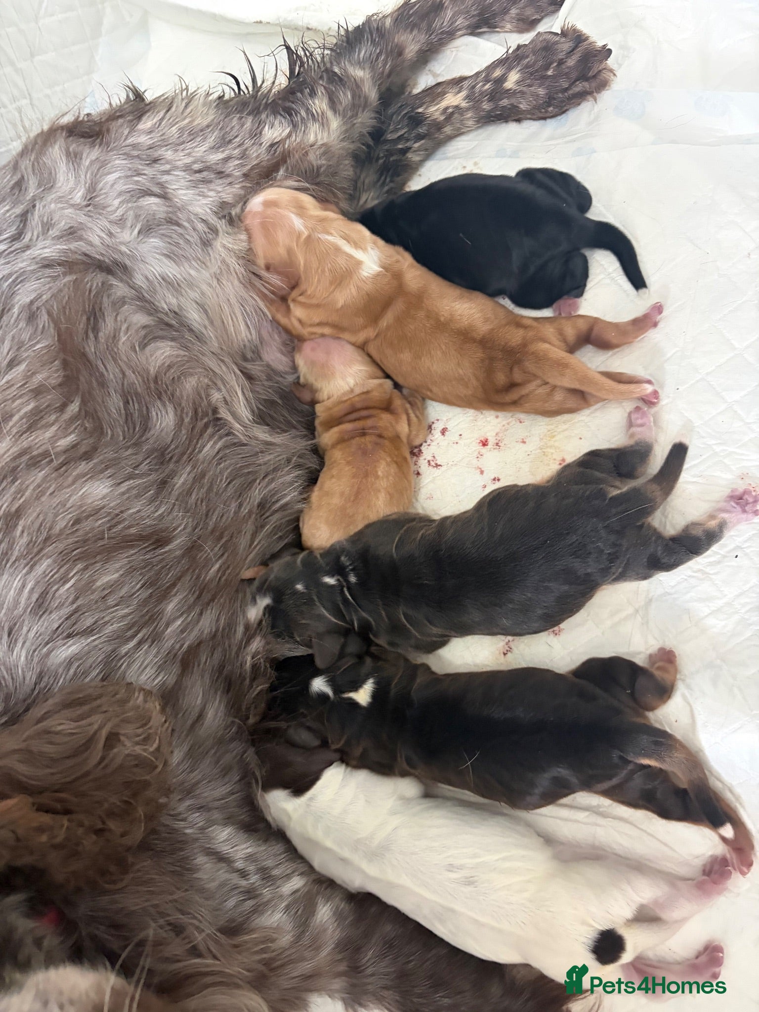 Cocker Spaniel dogs KC, HEALTH TESTED 5* SHOW COCKER PUPS - Advert 2