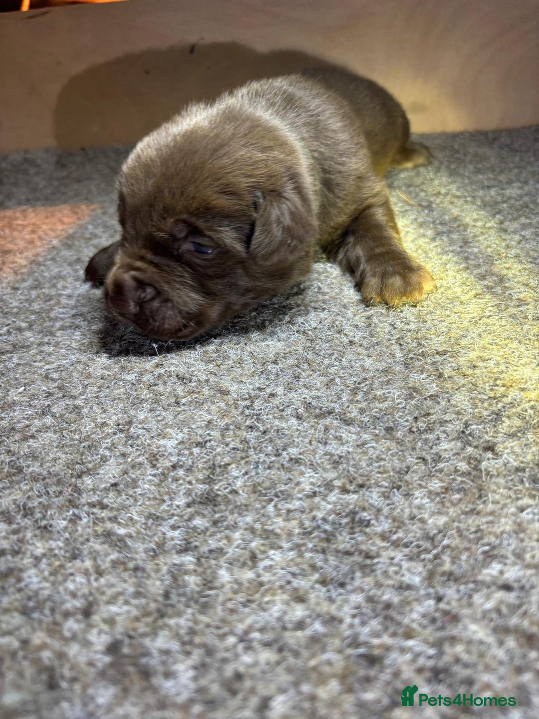 Labrador Retriever dogs for sale: Labrador Puppies – Black & Chocolate  - Advert 16