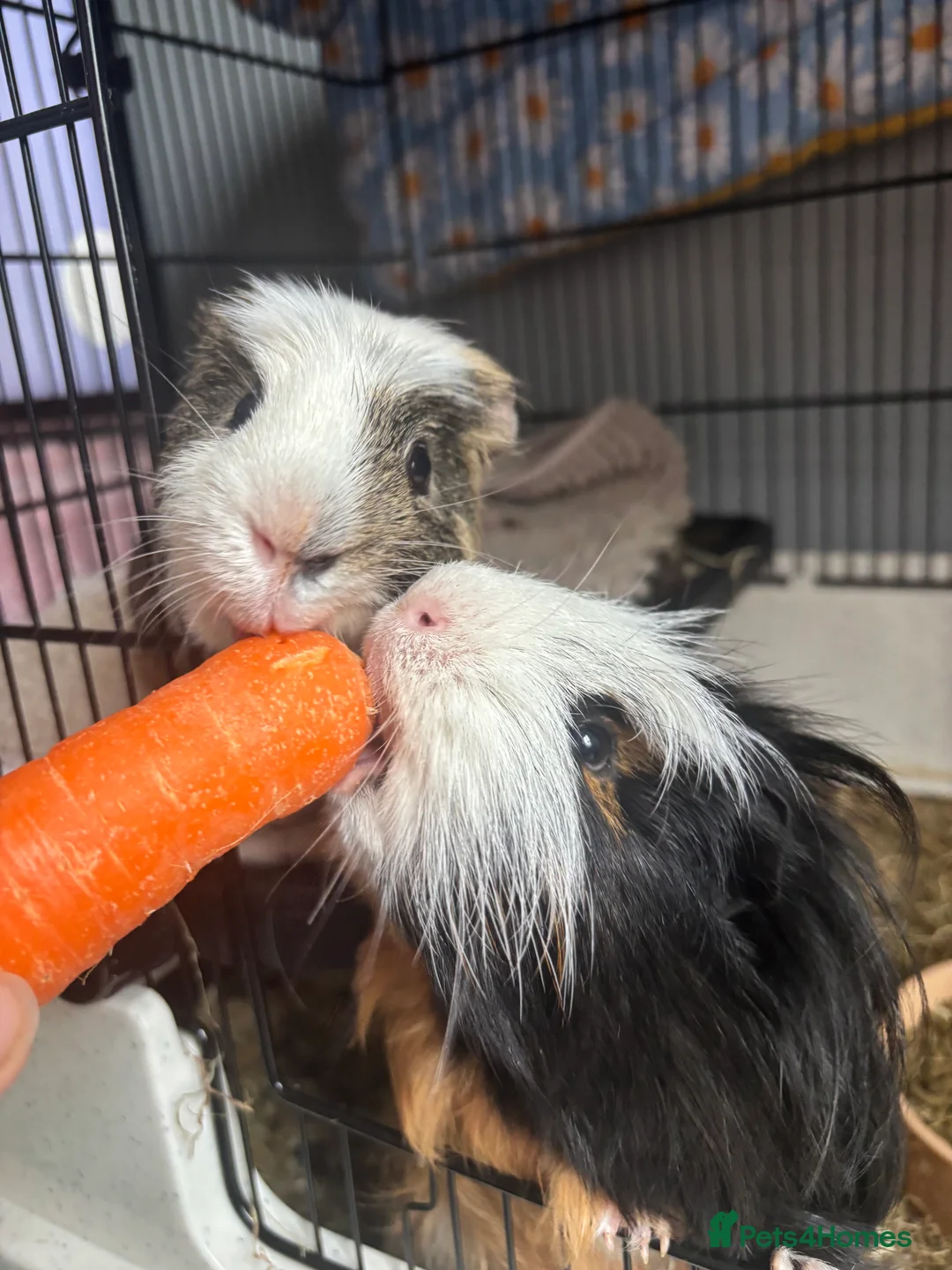 Guinea Pig rodents for sale: 2 male guinea pigs, cage, and all accessories - Advert 2