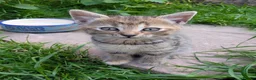Mixed Breed cats for sale: Ready to leave... Gorgeous Bengal X Kittens - Advert 9