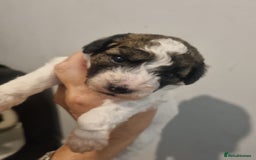 Maltipoo dogs for sale: Maltipoo 1 sable boy left - Image 10