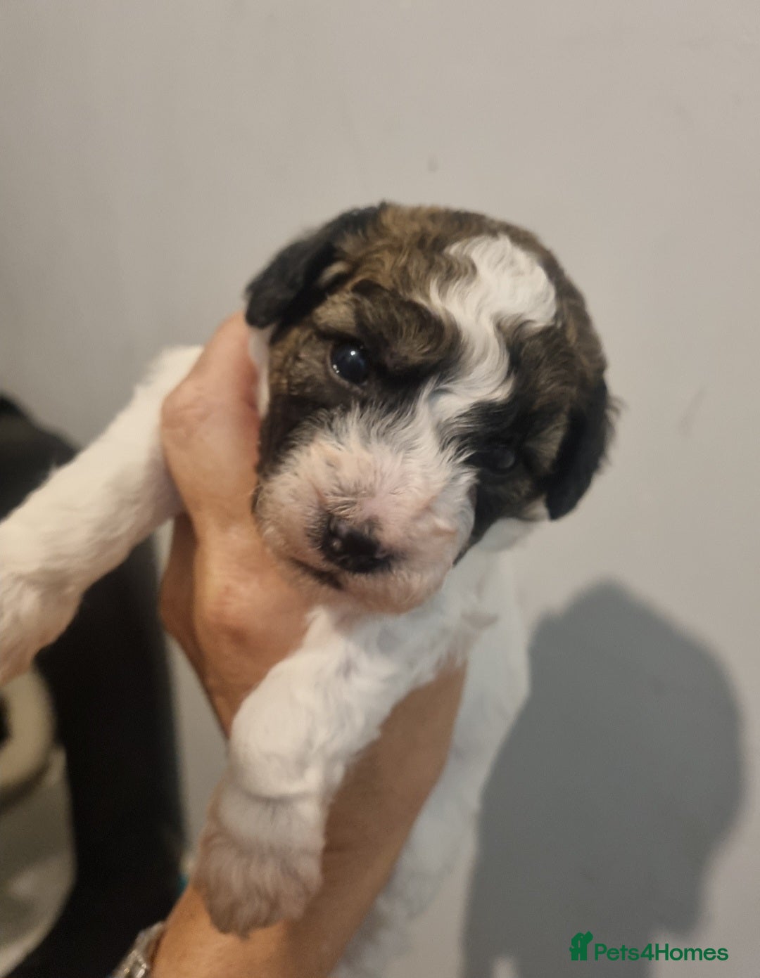 Maltipoo dogs for sale: Maltipoo 1 sable boy left - Image 10