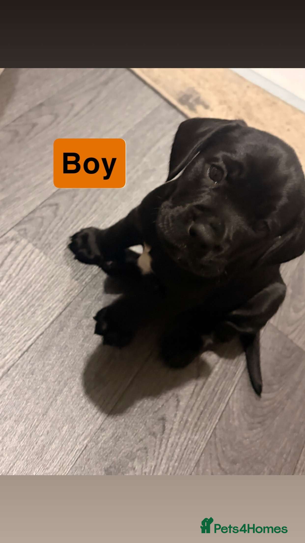 Mixed Breed dogs Frocker puppies - Advert 3