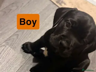 Mixed Breed dogs Frocker puppies - Advert 3