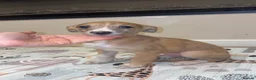 Mixed Breed dogs for sale: Whippet x lurcher pups - Advert 6
