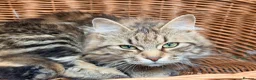 Kurilian Bobtail cats for sale: Very sweet Kurilian bobtail female for rehoming  - Advert 4