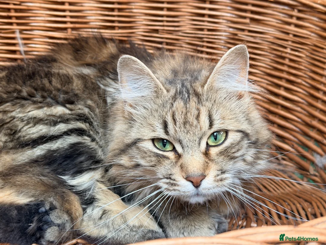 Kurilian Bobtail cats for sale: Very sweet Kurilian bobtail female for rehoming  - Advert 4