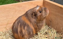 Guinea Pig rodents for sale: Young Guinea Pigs – 3 Litters Ready & Reserve - Image 20