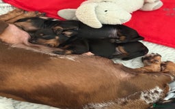 Miniature Dachshund dogs for sale: MINIATURE DACHSHUNDS  - Image 7