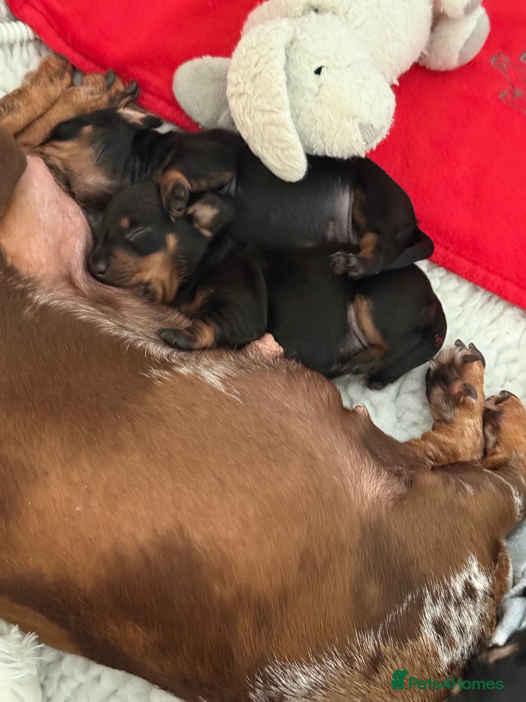 Miniature Dachshund dogs for sale: MINIATURE DACHSHUNDS  - Image 7