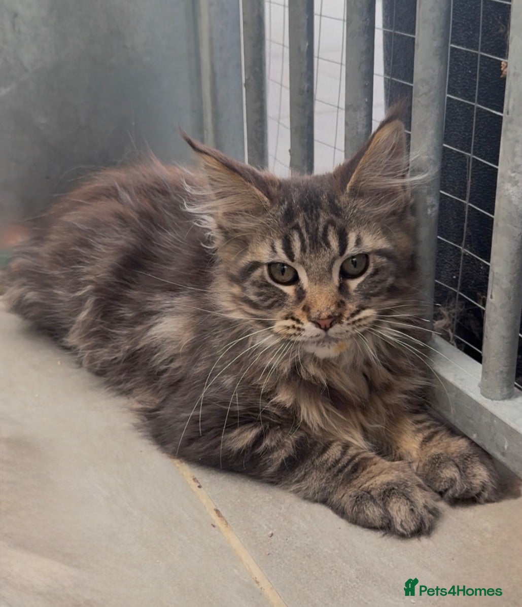 Maine Coon cats XL black ,tabby maine coon kittens - Advert 1