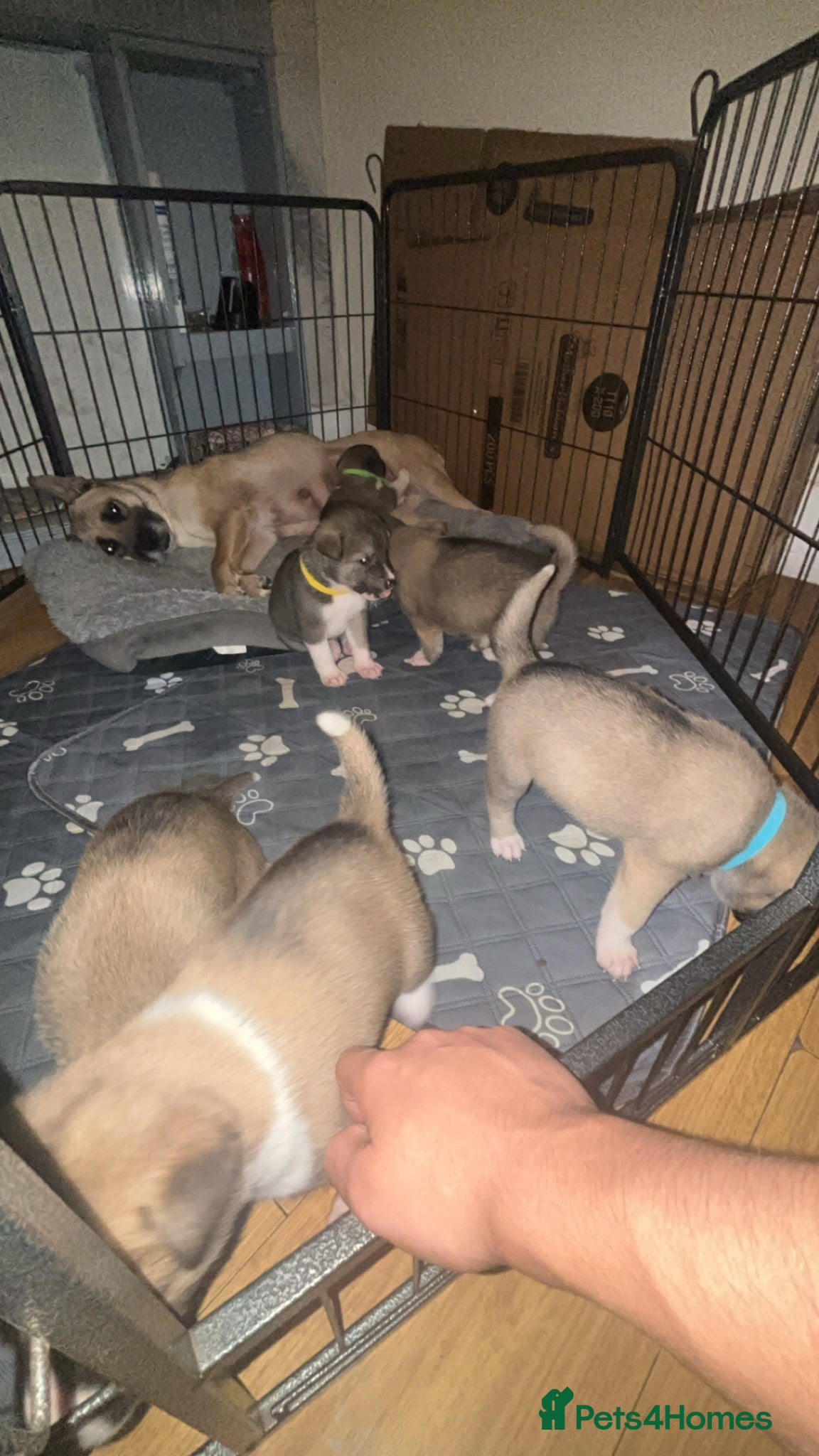 Mixed Breed dogs 5 x Akita/Alsation pups for sale - Advert 19