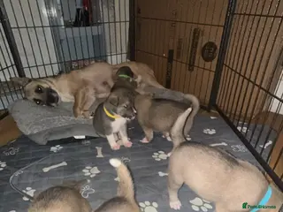 Mixed Breed dogs 5 x Akita/Alsation pups for sale - Advert 9