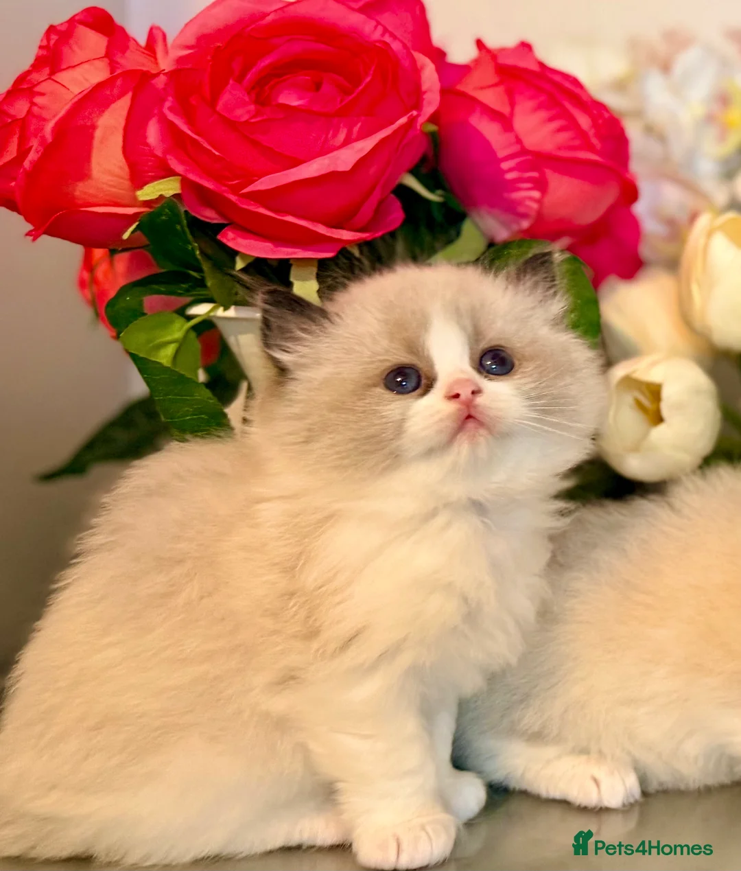 Ragdoll cats for sale: 🩷✨🏅GRAND CHAMP LINE TOP QUALITY RAGDOLLS - Advert 22