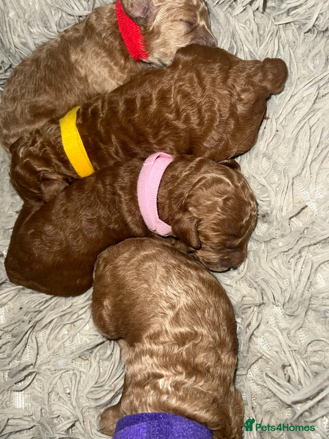 Toy Poodle dogs for sale: KC Reg Full health Check Red Toy Poodles in Liverpool - Advert 4