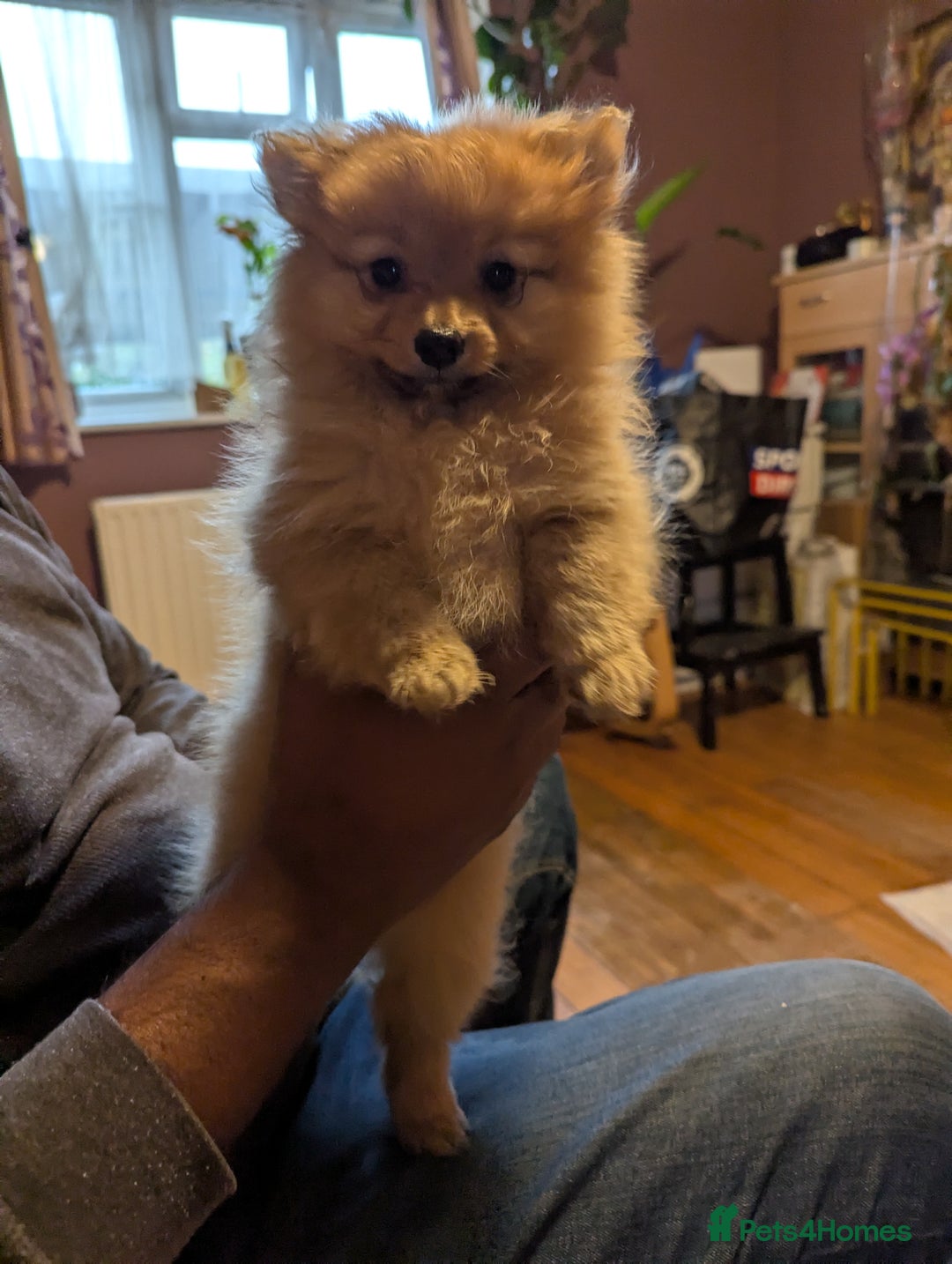 Pomeranian dogs for sale: 2 LEFT!! Purebred Cute fluffy Pomeranian Puppies! - Image 9