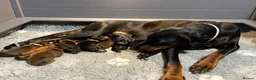 Dobermann dogs for sale: Outstanding RKC Dobermann Puppies  - Advert 1