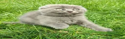Scottish Fold cats for sale: REDUCED ❤️❤️Tabby cat😘Luxury Scottish❤️❤️❤️❤️❤️❤️ - Advert 26