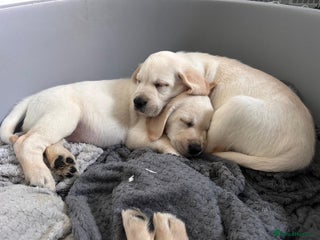 Goldador dogs Goldador Puppies - Advert 12