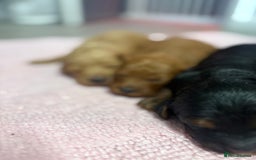 Jackapoo dogs for sale: Beautiful litter of 6 F1B Jackapoos - Image 11