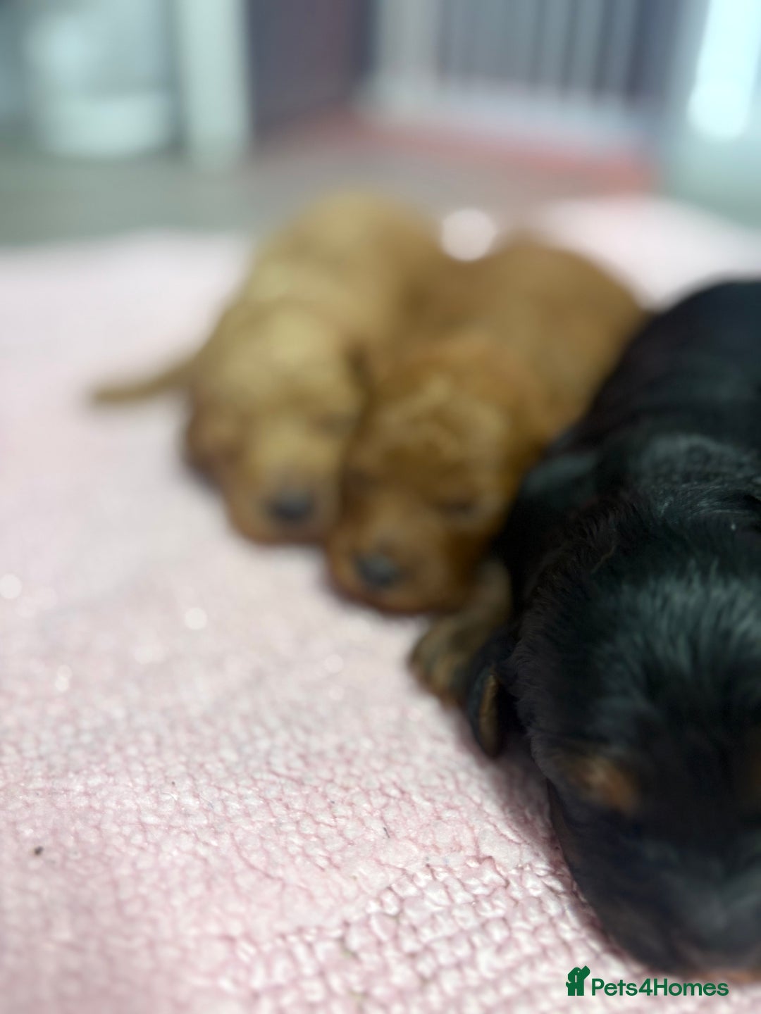 Jackapoo dogs for sale: Beautiful litter of 6 F1B Jackapoos - Image 11