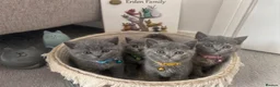 British Shorthair cats for sale: 🧶🐈‍⬛🎈ADORABLE BSH KITTIES🎈🐈‍⬛🧶 - Advert 1