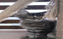 Maine Coon cats for sale: Maine coon purebred pedigre xl in Barnsley - Image 24