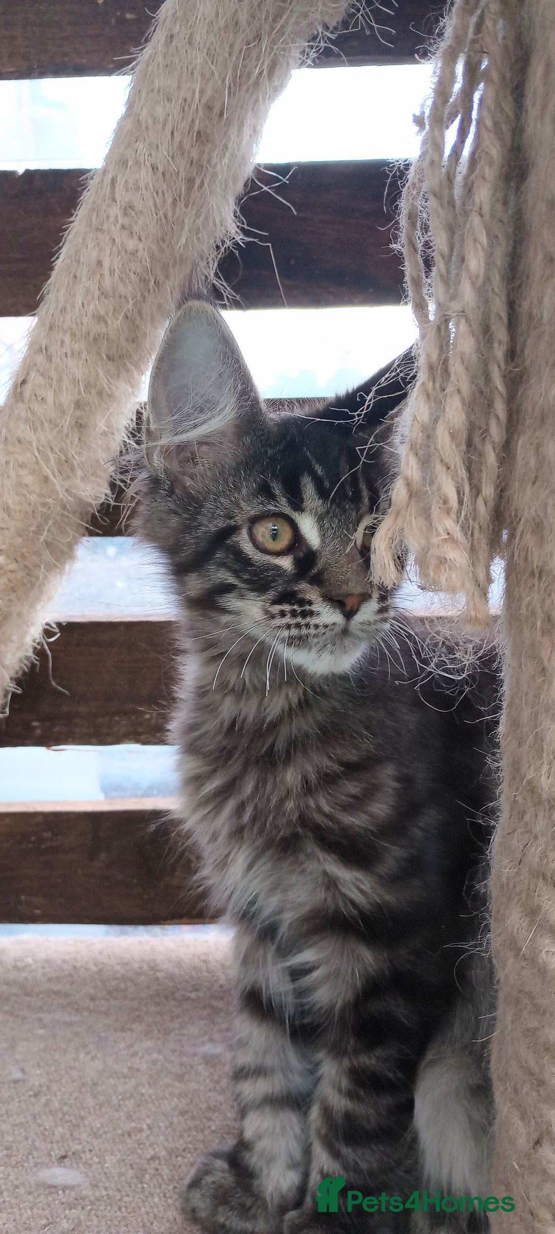 Maine Coon cats for sale: Maine coon purebred pedigre xl in Barnsley - Image 24