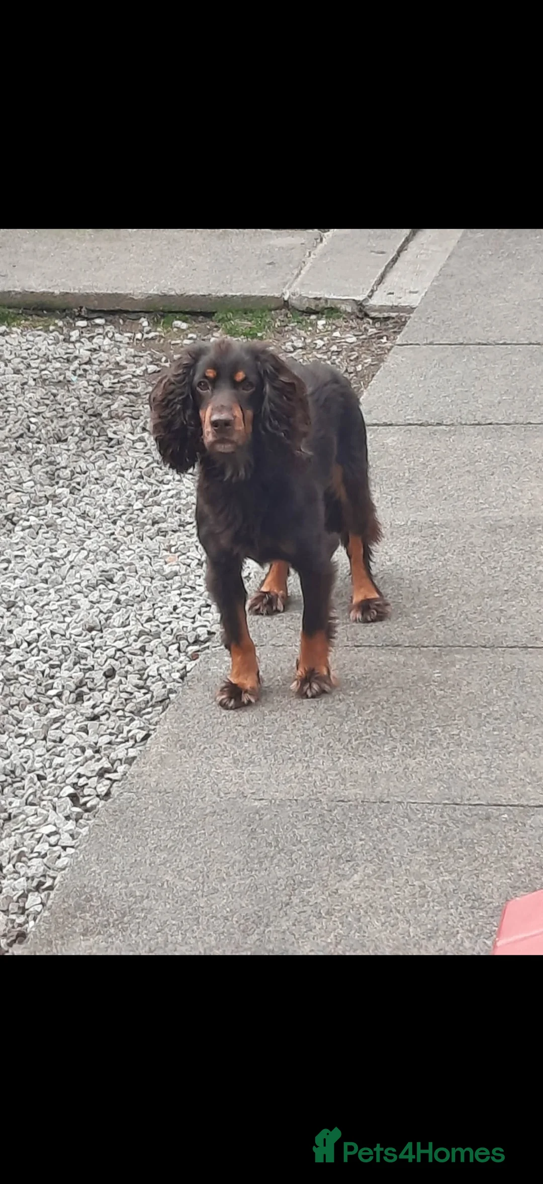 Cocker Spaniel dogs for sale: Cocker spaniel puppies - Advert 7