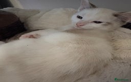 Ragdoll cats for sale: 3 Rag Cross Kittens - Image 13