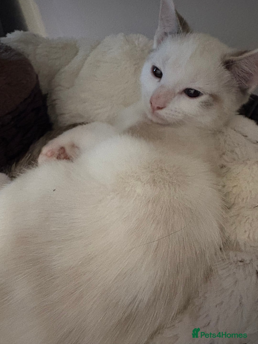 Ragdoll cats for sale: 3 Rag Cross Kittens - Image 13