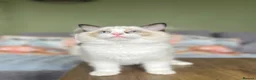 Ragdoll cats for sale: Cute chunky purring ragdoll girls - Advert 20