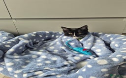 Mixed Breed cats for sale: 2 Kittens  - Image 7