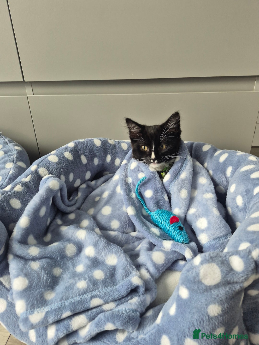 Mixed Breed cats for sale: 2 Kittens  - Image 7