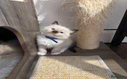 Ragdoll cats for sale: Ragdoll kittens - Image 29