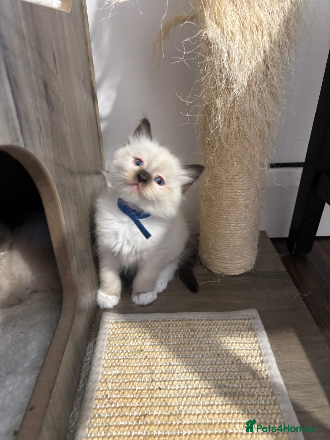 Ragdoll cats for sale: Ragdoll kittens - Image 29