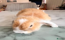 Mini Lop rabbits for sale: Beautiful mini lop rabbits - Image 6