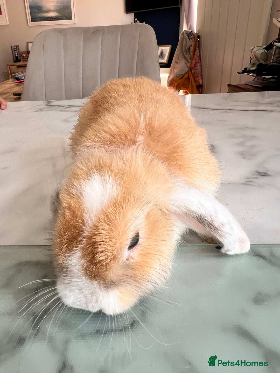 Mini Lop rabbits for sale: Beautiful mini lop rabbits - Image 6
