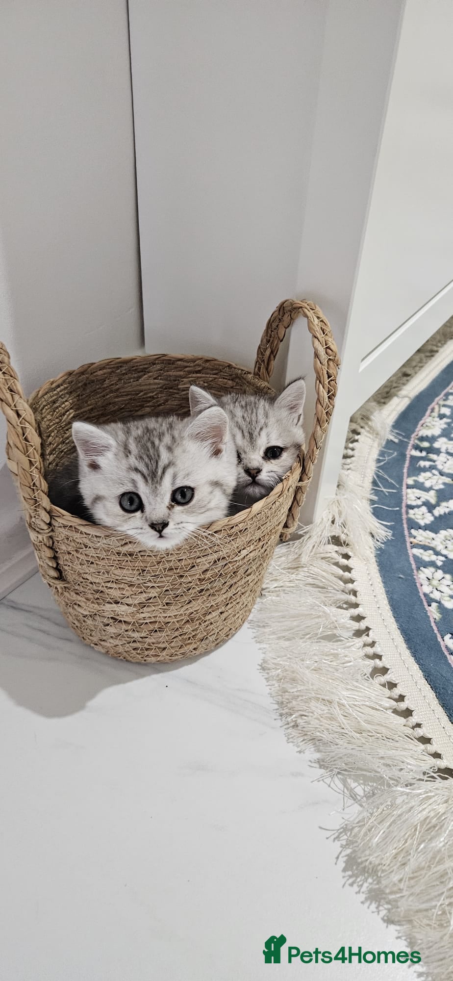 British Shorthair cats GCCF Blue BSH chunky champion lines - Advert 2