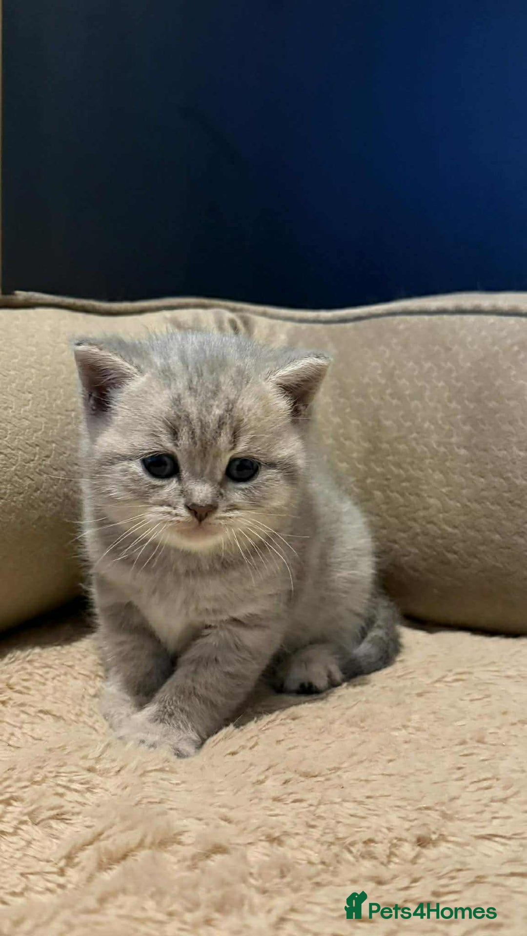 Scottish Fold cats for sale: Scottish Fold/Straight Kittens - Advert 5
