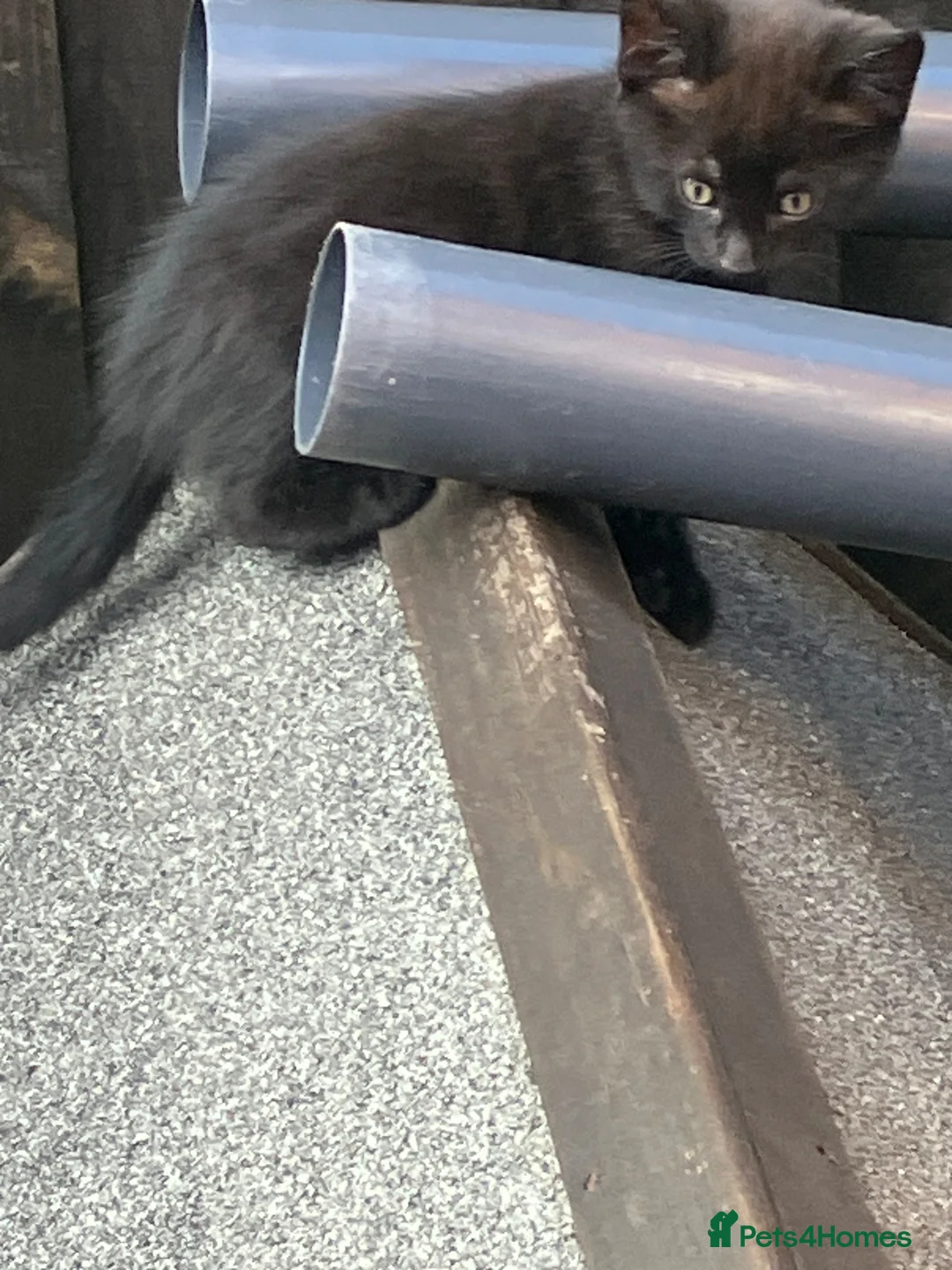 Mixed Breed cats for sale: 2 lovely kittens  - Advert 7
