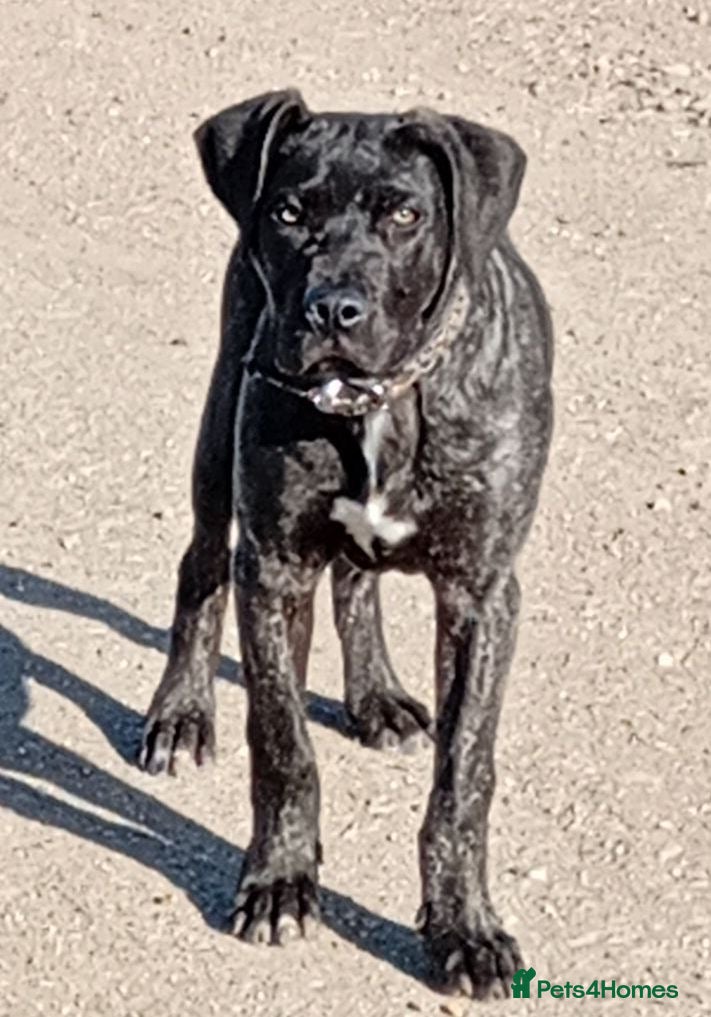 Cane Corso dogs Male Cane corso  - Advert 12