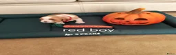 Cavalier King Charles Spaniel dogs for sale: Health tested kc reg Cavaliers - Advert 9