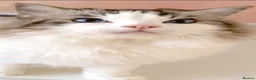 Ragdoll cats for sale: INDOOR GCCF REG 4 YEARS OLD RAGDOLL MALE CAT - Advert 10