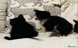 Mixed Breed cats for sale: Kittens  - Image 12