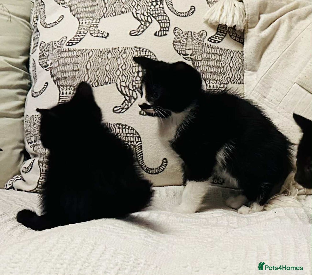 Mixed Breed cats for sale: Kittens  - Image 12